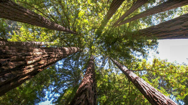 Best Tree Trimming Near Me  in Montecito, CA